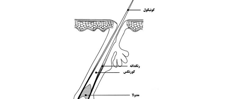 انواع مو از نظر ضخامت